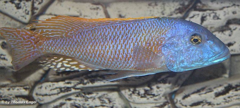 Buccochromis rhoadesii